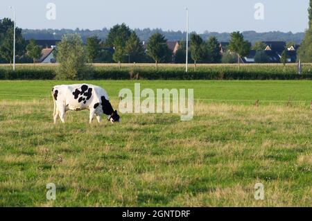 Schwarz-weiße Kuh frisst Gras auf einer Weide in Arnhem, Niederlande Stockfoto