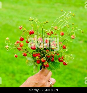 Ein paar frische Erdbeeren mit Blättern in der Hand einer Frau auf grünem Hintergrund Stockfoto