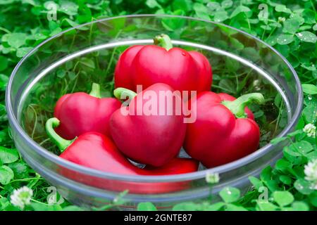 Süsse rote Paprika in einem Glaskorb auf grünem Gras. Gemüse für Veganer. Haufen von reifen Big Red Peppers . Die rote süße Paprika, gut für die Gesundheit. Stockfoto