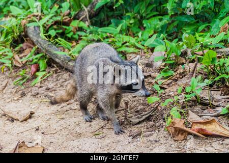Krabbenfressende Waschbär Procyon cancrivorus im Cahuita Nationalpark, Costa Rica Stockfoto