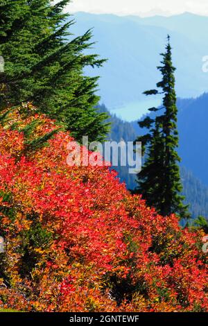 Auf dem Artist Ridge Trail am Mount Baker im pazifischen Nordwesten leuchtet im Herbst rotes Laub Stockfoto