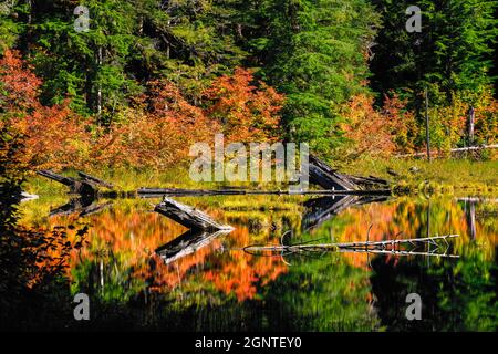 Baumstämme aus umgestürzten Bäumen tauchen für ruhiges Wasser auf, umgeben von warmen Herbstfarben. Die Szene befindet sich tief in den Cascade Mountains des Staates Washington Stockfoto