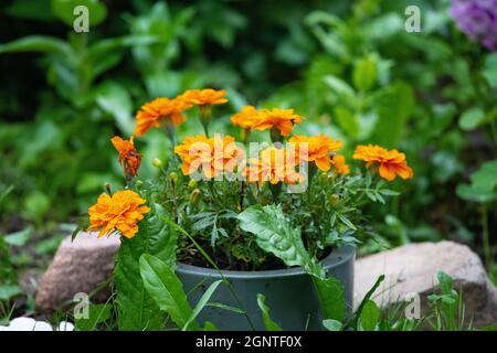 Calendula - die mehrjährige krautige Pflanze in der Familie der Gänseblümchen Asteraceae Stockfoto
