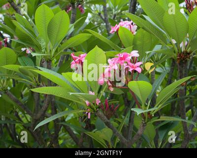 Rosa Plumeria Blüten und grüne Blätter Stockfoto