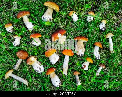 Die Ernte von großen und kleinen frischen, schönen Steinpilzen liegt im Muster auf dem grünen Gras im Wald Stockfoto