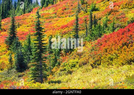 Herbstsaison an den Hängen des Mount Rainier, was zu einem Flickenteppich warmer Farben zwischen den Tannen führt Stockfoto