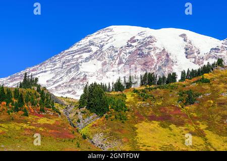 Der Mount Rainier erhebt sich hinter einem mit den Farben des Herbstes bedeckten Bergrücken mit Tannen am Horizont. Der Vulkan befindet sich im Nationalpark Stockfoto