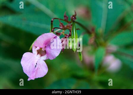 Die Blüte von Impatiens glandulifera, ein gemeinsamer Anblick in Bayerischen Wäldern und eine invasive Spezies. Stockfoto