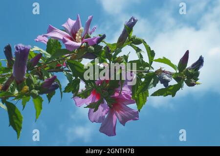 Hibiscus syriacus, Schuss eines Astes eines Hibiskusstrauch mit Blüten, Blick von unten auf einen blauen Himmel. Auch bekannt als China Rose. Stockfoto