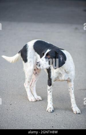 Hübscher Hund, der traurig auf der Straße steht Stockfoto