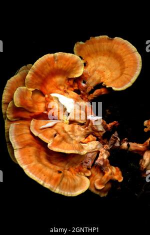 Waldhuhn, Wald, Wald, essbar, Pilz, Laetiporus, Pilz, Pilze, Newtown, Natur, Naturschutzgebiet, Isle of Wight, England, Großbritannien Stockfoto