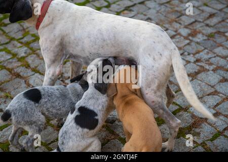 Zwei Pockmarked und ein Ingwer Welpe saugen Mama Stockfoto