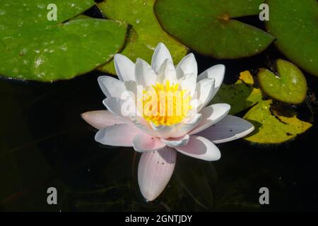 Zwerg mit weißen Blüten Nymphaea Seerose Nymphaea 'Marliacea Rosea' Stockfoto