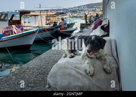 Hund liegt in der Marina und Menschen stehen bei Fischerbooten im Hintergrund, Kusadasi, Aydin, Türkei Stockfoto