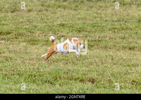 Basenji Hund läuft in weißer Jacke auf Coursing grünen Feld Stockfoto