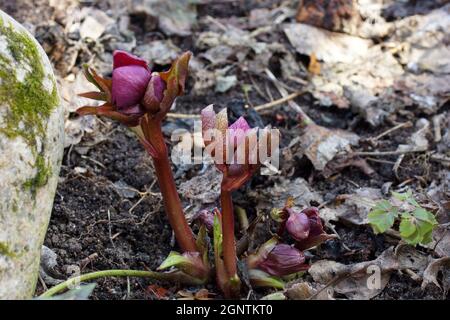 Nieswurz in einem Garten. Allgemein als christrosen bekannt, der Eurasischen Gattung Helleborus. Stockfoto