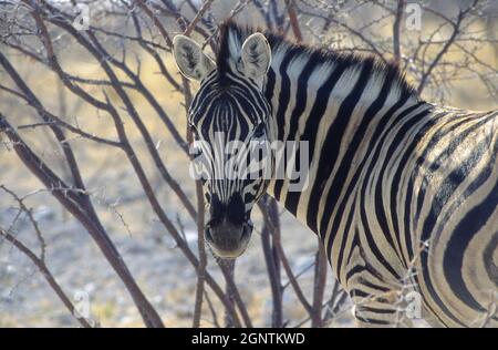 Das Tieflandzebra (Equus quagga), auch bekannt als das gewöhnliche Zebra oder Burchell-Zebra, ist die zahlreichste Zebraart Stockfoto