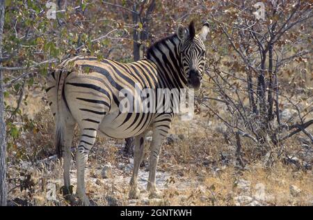 Das Tieflandzebra (Equus quagga), auch bekannt als das gewöhnliche Zebra oder Burchell-Zebra, ist die zahlreichste Zebraart Stockfoto