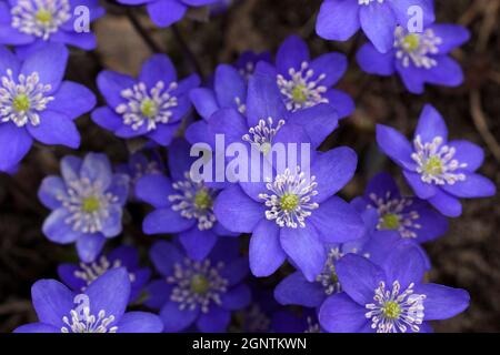 Gartenhepatika Anemone hepatica (häufig hepatica, liverwort, kidneywort, Pennywort), Hepatica nobilis enthüllt im Frühjahr im Garten. Stockfoto