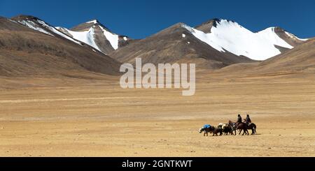 Typische Landschaft im Ruppshu-Tal mit Yaks-Karawane, Ladakh, Jammu und Kaschmir, Indien Stockfoto