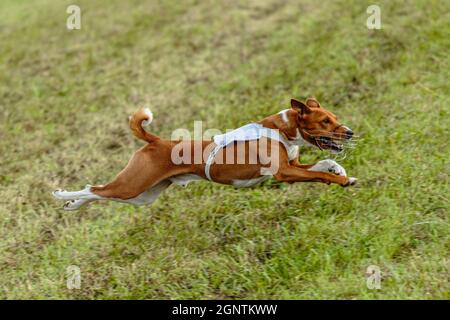 Basenji Hund läuft in weißer Jacke auf Coursing grünen Feld Stockfoto