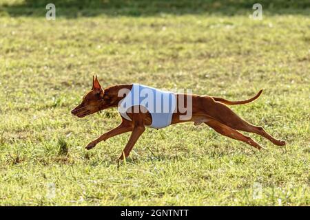 Pharaoh Hound Hund läuft in weißer Jacke auf Coursing grünen Feld Stockfoto