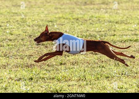 Pharaoh Hound Hund läuft in weißer Jacke auf Coursing grünen Feld Stockfoto