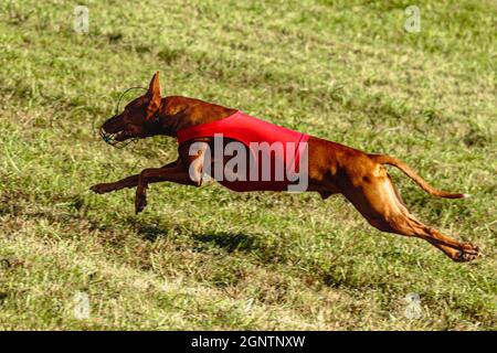 Pharaoh Hound Hund läuft in roter Jacke auf Coursing grünen Feld Stockfoto