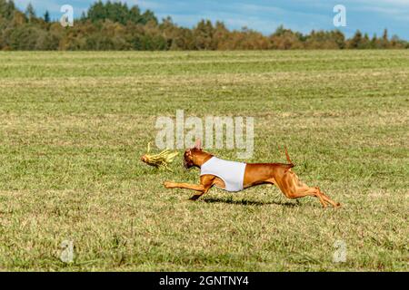 Pharaoh Hound Hund läuft in weißer Jacke auf Coursing grünen Feld Stockfoto