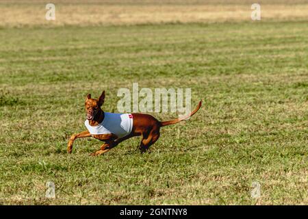 Pharaoh Hound Hund läuft in weißer Jacke auf Coursing grünen Feld Stockfoto