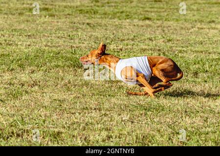 Pharaoh Hound Hund läuft in weißer Jacke auf Coursing grünen Feld Stockfoto