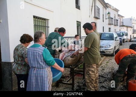 La Matanza: Eine traditionelle spanische Schlachtung von Schweinen, die im Dorf Alajar beobachtet wurde. Stockfoto