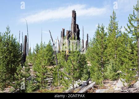 Verbrannte Überreste von Bäumen, neben neuem Wachstum, aus dem Charlton Feuer von 1996 in der Nähe von Waldo See in Oregon. Stockfoto