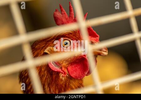 Huhn in einem Käfig, der durch den Draht schaut.Käfige Hühner zum Eierlegen. Braunes Huhn, das aus dem Käfig oder der Feder schaut. Stockfoto