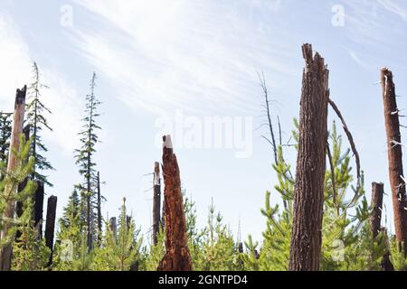 Verbrannte Überreste von Bäumen, neben neuem Wachstum, aus dem Charlton Feuer von 1996 in der Nähe von Waldo See in Oregon. Stockfoto