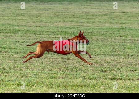 Pharaoh Hound Hund läuft in roter Jacke auf Coursing grünen Feld Stockfoto