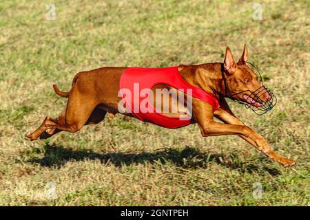 Pharaoh Hound Hund läuft in roter Jacke auf Coursing grünen Feld Stockfoto