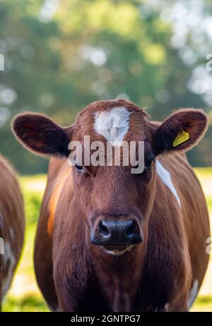 Braune Kuh mit einem weißen Fleck auf dem Kopf. Großes Nutztier, Kuh schaut auf die Kamera, Viehzucht junge Kuh auf dem Feld auf dem Bauernhof. Stockfoto