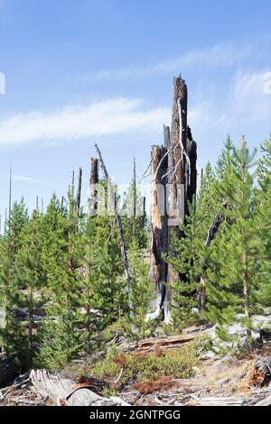 Verbrannte Überreste von Bäumen, neben neuem Wachstum, aus dem Charlton Feuer von 1996 in der Nähe von Waldo See in Oregon. Stockfoto