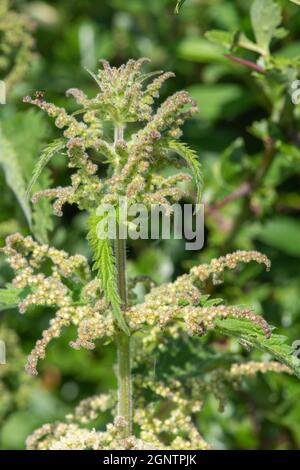 Nahaufnahme der Samen einer Brennnessel-Pflanze (urtica dioica) Stockfoto