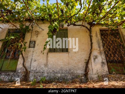 Altes griechisches Haus auf der Insel zakynthos verwelkt und mit Reben und Blättern überwuchert. Verderbnis griechische Architektur atmosphärisch Stockfoto