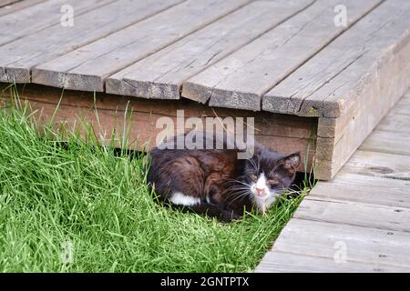 Eine obdachlose kranke Katze versteckt sich in einem Unterstand im Gras vor Menschen, Haustierproblemen Stockfoto