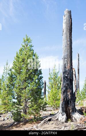 Verbrannte Überreste von Bäumen, neben neuem Wachstum, aus dem Charlton Feuer von 1996 in der Nähe von Waldo See in Oregon. Stockfoto