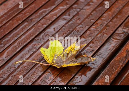 Regen im Herbst, gefallenes Ahornblatt auf einer nassen Holzbank im Park Stockfoto