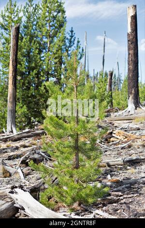 Verbrannte Überreste von Bäumen, neben neuem Wachstum, aus dem Charlton Feuer von 1996 in der Nähe von Waldo See in Oregon. Stockfoto