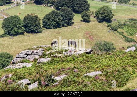 Eine Stute und ein Fohlen grasen auf einem felsigen Grat im Dartmoor National Park, Devon, England. Stockfoto