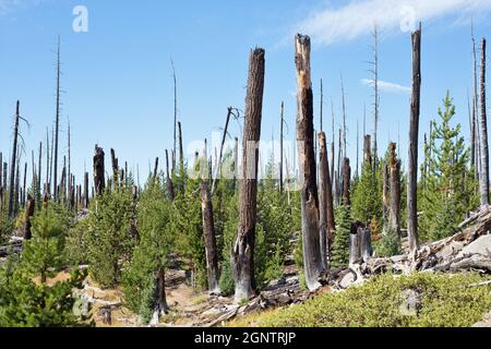 Verbrannte Überreste von Bäumen, neben neuem Wachstum, aus dem Charlton Feuer von 1996 in der Nähe von Waldo See in Oregon. Stockfoto