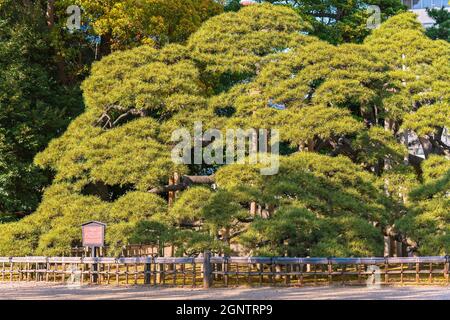 tokio, japan - 09 2021. april: Riesige schwarze Kiefer mit dem Namen 300-jährige Kiefer, die vom sechsten Tokugawa Shogun den japanischen Hama-Rikyu-Gärten angeboten wird, die als Na berühmt sind Stockfoto