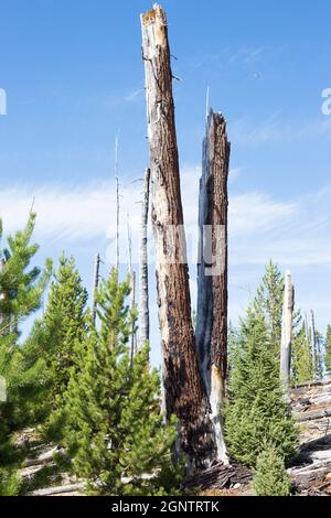 Verbrannte Überreste von Bäumen, neben neuem Wachstum, aus dem Charlton Feuer von 1996 in der Nähe von Waldo See in Oregon. Stockfoto