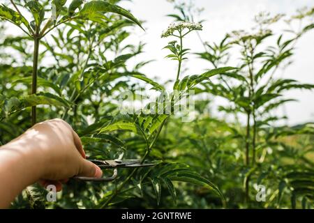 Handschnitt Blütenstand frische Pflanze Baldrian Blumen Valeriana officinalis mit Beeren. Garten Baldrian, Garten Heliotrop und all-heal Blumen in Stockfoto